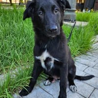 Baguera sucht sein Zuhause für Immer, Hund zur Adoption