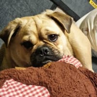 JEDI  Ein Sonnenschein auf der Suche-, Hund zur Adoption