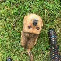 kleine Entdeckerin mit großem Herzen, Hündin zur Adoption