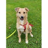 Ylvie - wartet in 51427 Bergisch-Gladbac, Hündin zur Adoption