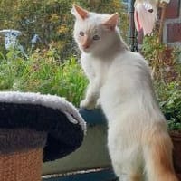 Ernie braucht Menschen mit Geduld, Kater zur Adoption