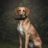 Amy -bedroht von hundehassenden Nachbarn, Hündin zur Adoption
