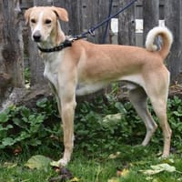 LEONIDAS, Hund zur Adoption