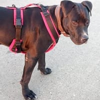 LUPO- FRÖHLICHER SCHALK, Hund zur Adoption
