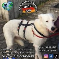 WHITE MAN-komm'vorbei & lern'mich kennen, Hund zur Adoption