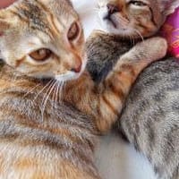Emma und Eddy- unzertrennlich, Kater zur Adoption