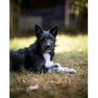 Einstein - wartet in 38640 Goslar, Hund zur Adoption