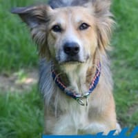 Artemia - großartig, lehrnwillig, Hündin zur Adoption