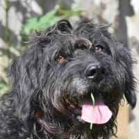 OTTO, Hund zur Adoption