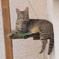 Lustige Roxy, Katze zur Adoption