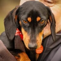 Lilly - liebe anhängliche kleine Hündin, Hündin zur Adoption