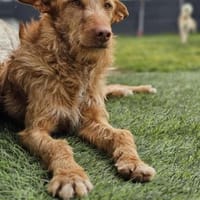 Liebe Podenca sucht ihre Menschen, Hündin zur Adoption
