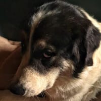 Speranza, Hündin zur Adoption