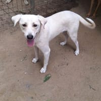 Dodo wartet sehnsüchtig (E), Hund zur Adoption