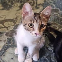 Liebe Zoia sucht behütetes Zuhause, Katze zur Adoption