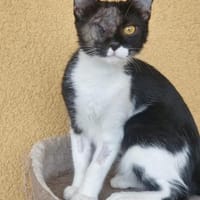 Piratin Anne Bonny sucht sicheren Hafen, Katze zur Adoption