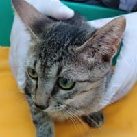 Kater Akari sucht sein Zuhause, Kater zur Adoption