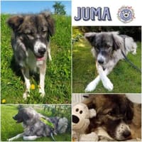JUMA * freundlich, zurückhaltend, Hündin zur Adoption