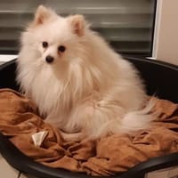 Snowy in 27478 Cuxhaven #, Hund zur Adoption