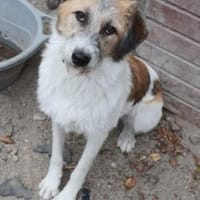 Fenja  58 cm (Pflegestelle), Hündin zur Adoption