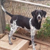 Darcy wer zeigt ihr die große weite Welt, Hündin zur Adoption