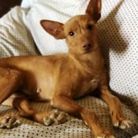 Maite unsere kleine Mutter Courage, Hündin zur Adoption