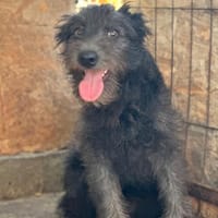 Kuro, unser kleiner Puschelbär 🐾, Hund zur Adoption