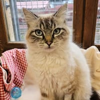 GUIMAUVE, chatte à adopter