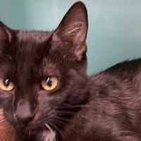 SWIFER, chat à adopter