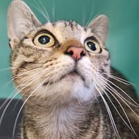 NEVI, chatte à adopter