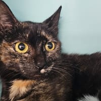 MITAINE, chatte à adopter