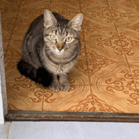 Ninon, chatte à adopter