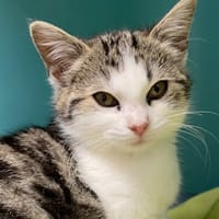 ARTIC, chatte à adopter