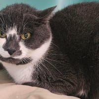 MOJITO, chat à adopter