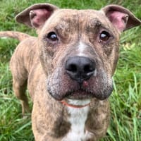 TYSON, chien à adopter