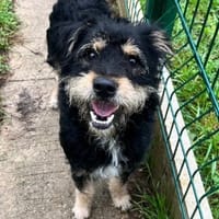ICEO, chien à adopter