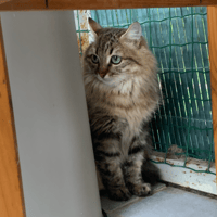 Bulla, chatte à adopter