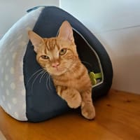 Paprika "réservé ", chat à adopter