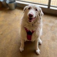 ICY, chienne à adopter