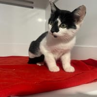 THORSON (RESERVE), chat à adopter