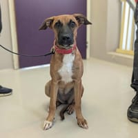 Kitty, chienne à adopter