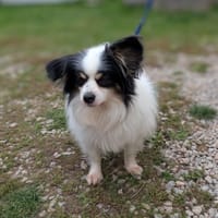 JOCKER, chien à adopter