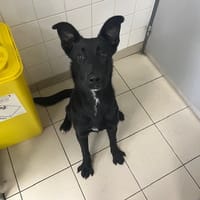 BOGOTA, chienne à adopter