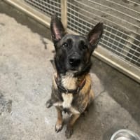 LAKI, chien à adopter