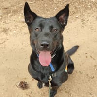 Rio, chien à adopter
