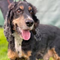 GRISBY, chien à adopter