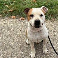 Olive, chien à adopter