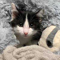 Tigrou [Chaton], chat à adopter