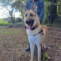 LOKI, chien à adopter