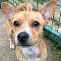 TI-BO, chien à adopter